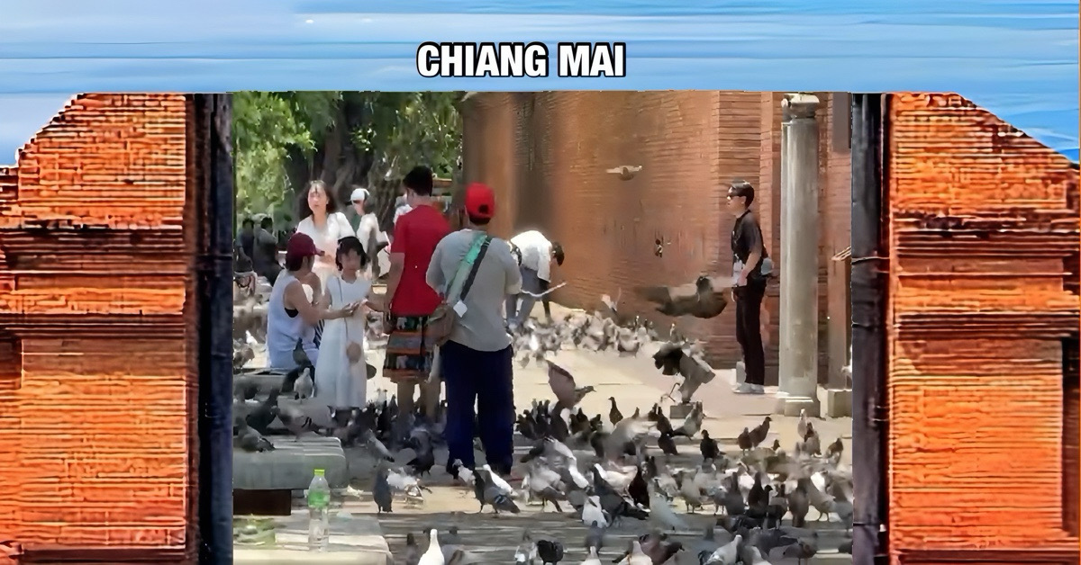 🎥 | De politie heeft eindelijk gemaakt aan de verkoop van vogelvoer bij Tha Phae Gate in Chiang Mai