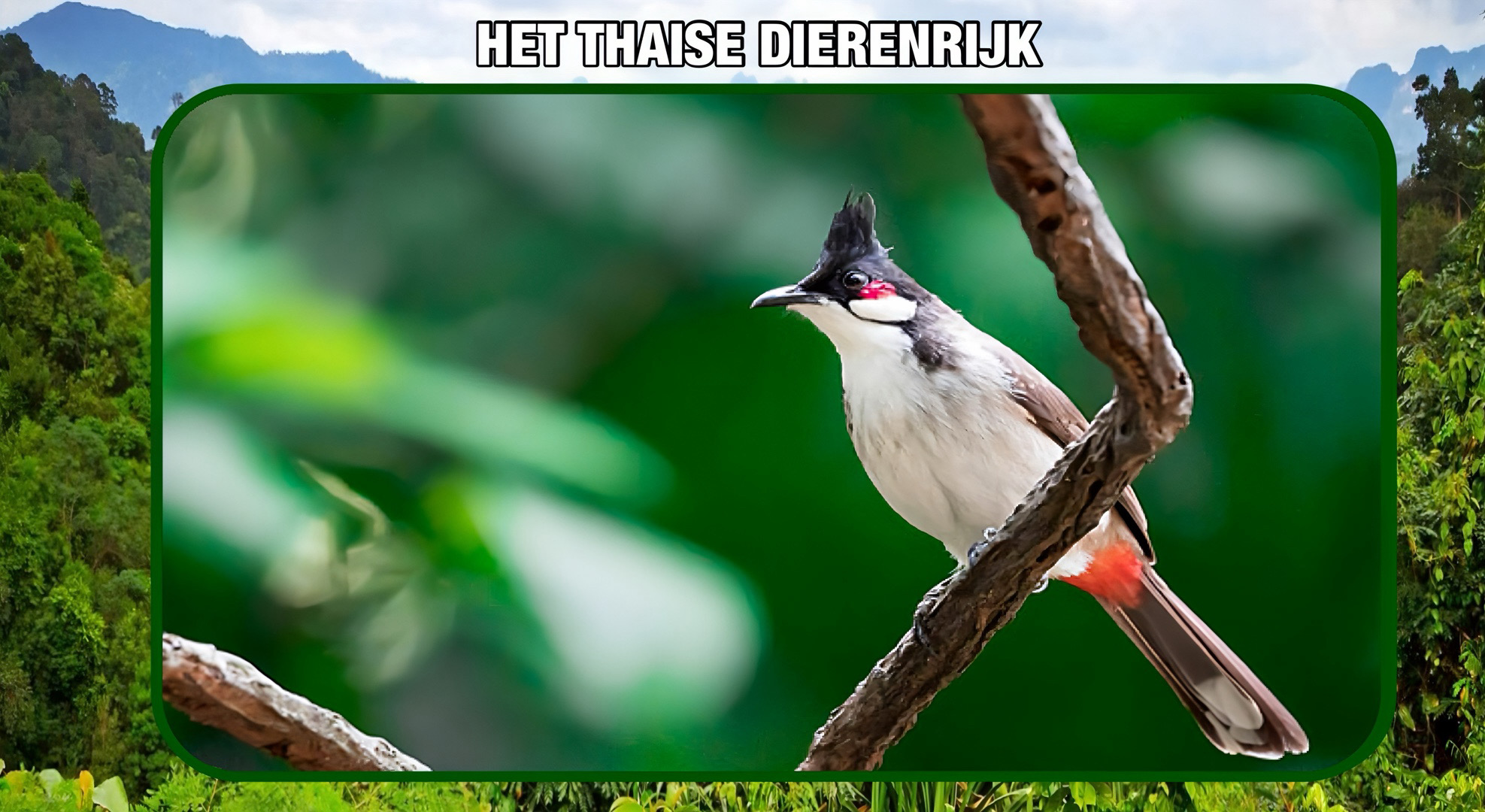 🎥 | De fans van de “Roodbaard Bulbul” zijn blij dat Thailand deze zangvogel van de lijst met beschermde dieren haalt!