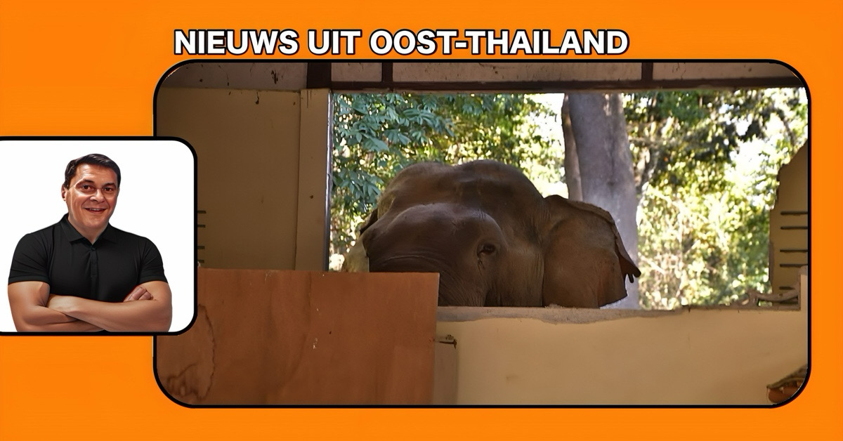 Wilde olifant gaat in Oost-Thailand zijn slurf achterna en ruïneert de keuken van een tempel in Chachoengsao