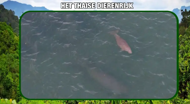 Doejongmoeder met kalf in Zuid-Thailand gespot; nationale park meldt dat de dieren gezond zijn, maar waarschuwt voor gevaar van boten