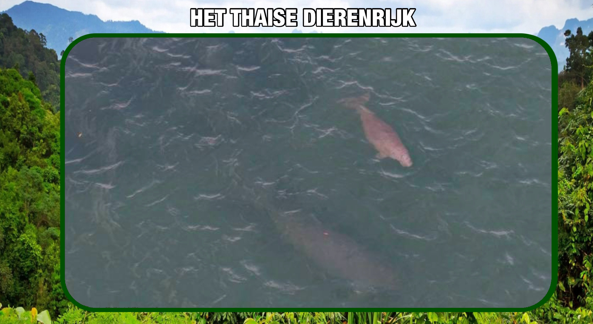 Doejongmoeder met kalf in Zuid-Thailand gespot; nationale park meldt dat de dieren gezond zijn, maar waarschuwt voor gevaar van boten