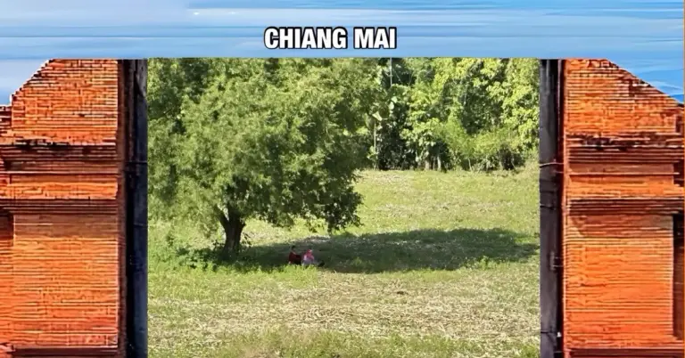 Een echtpaar in Noord-Thailand verkeert in ernstige problemen nadat ze een teakboom hebben omgehakt