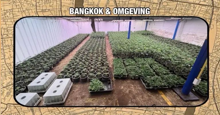 Politie ontdekt 1.685 cannabisplanten in een magazijn in de Thaise hoofdstad Bangkok, drie Vietnamezen opgepakt