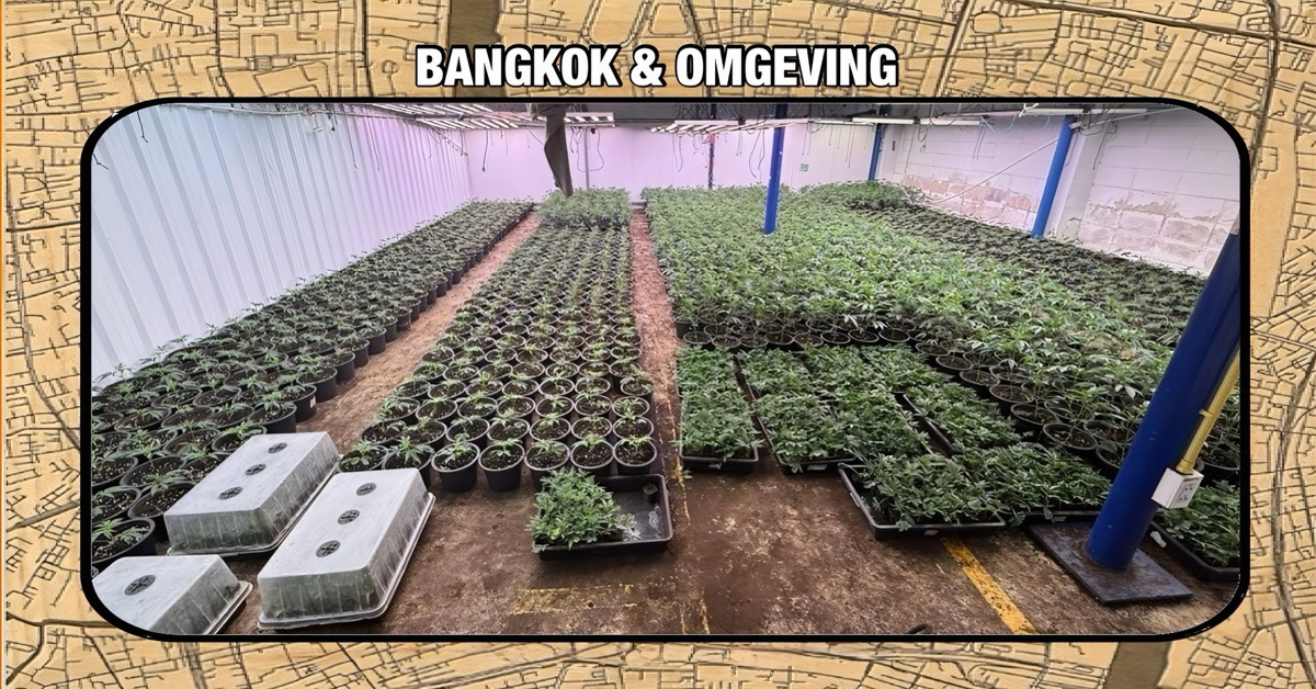 Politie ontdekt 1.685 cannabisplanten in een magazijn in de Thaise hoofdstad Bangkok, drie Vietnamezen opgepakt