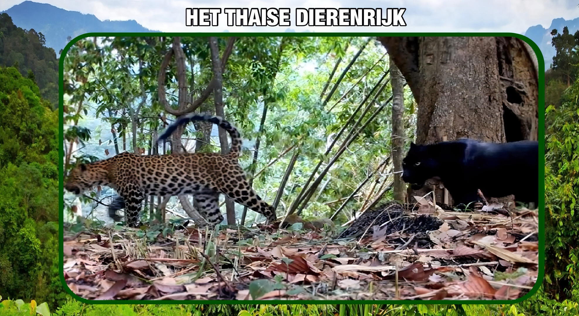 Zeldzame katachtigen zorgen voor opwinding in Khlong Lan Nationaal Park!