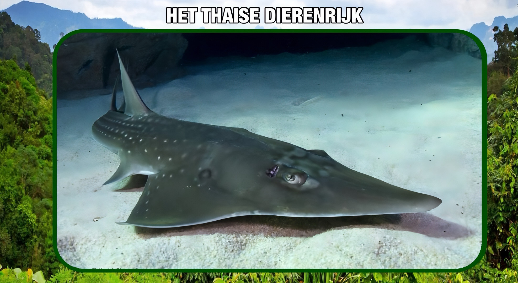 In de baai van Prachuap Khiri Khan werd een majestueus zwemmende grote gitaarvis gespot