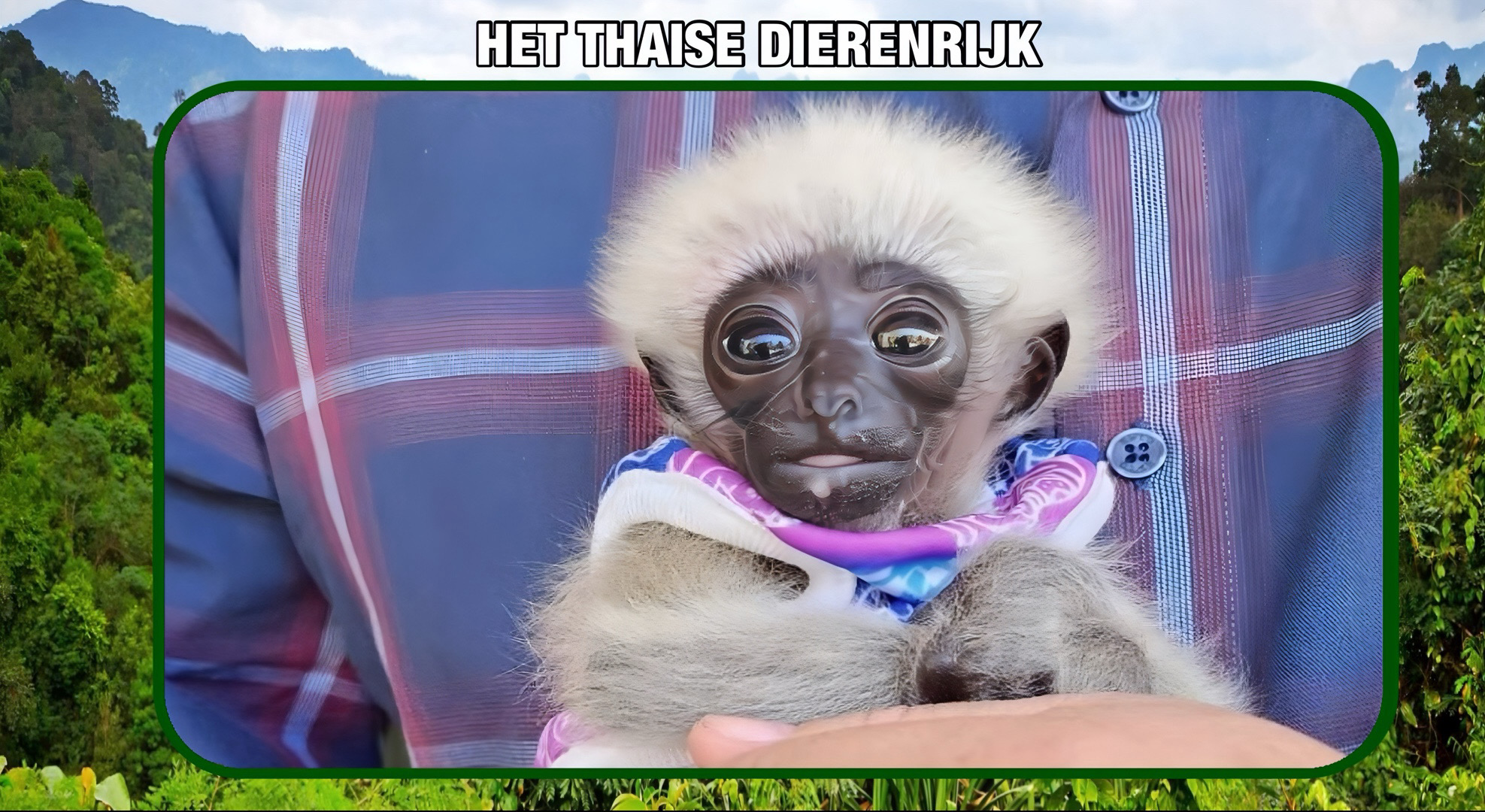 De geredde babygibbon in Noord-Thailand is onder staatszorg gesteld