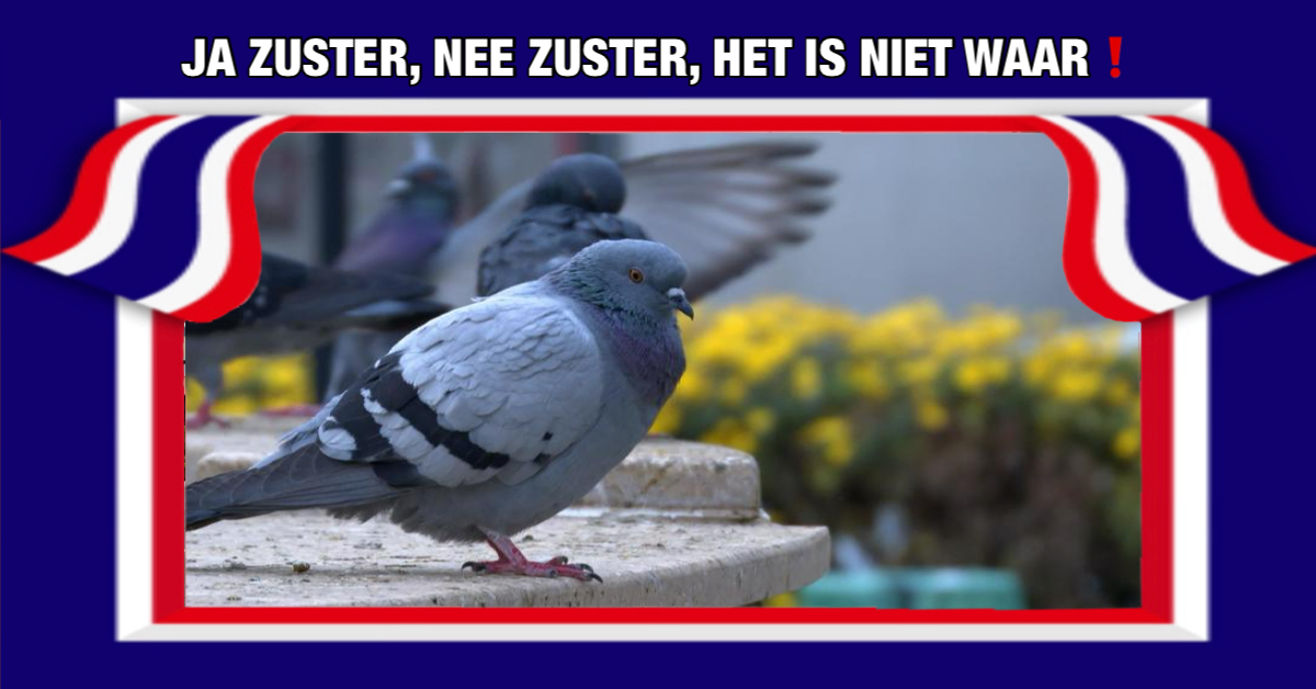 Duifies, duifies, kom maar bij Gerritje, legerleiding van Cambodja beweert spionageduif van het Thaise leger te hebben buitgemaakt