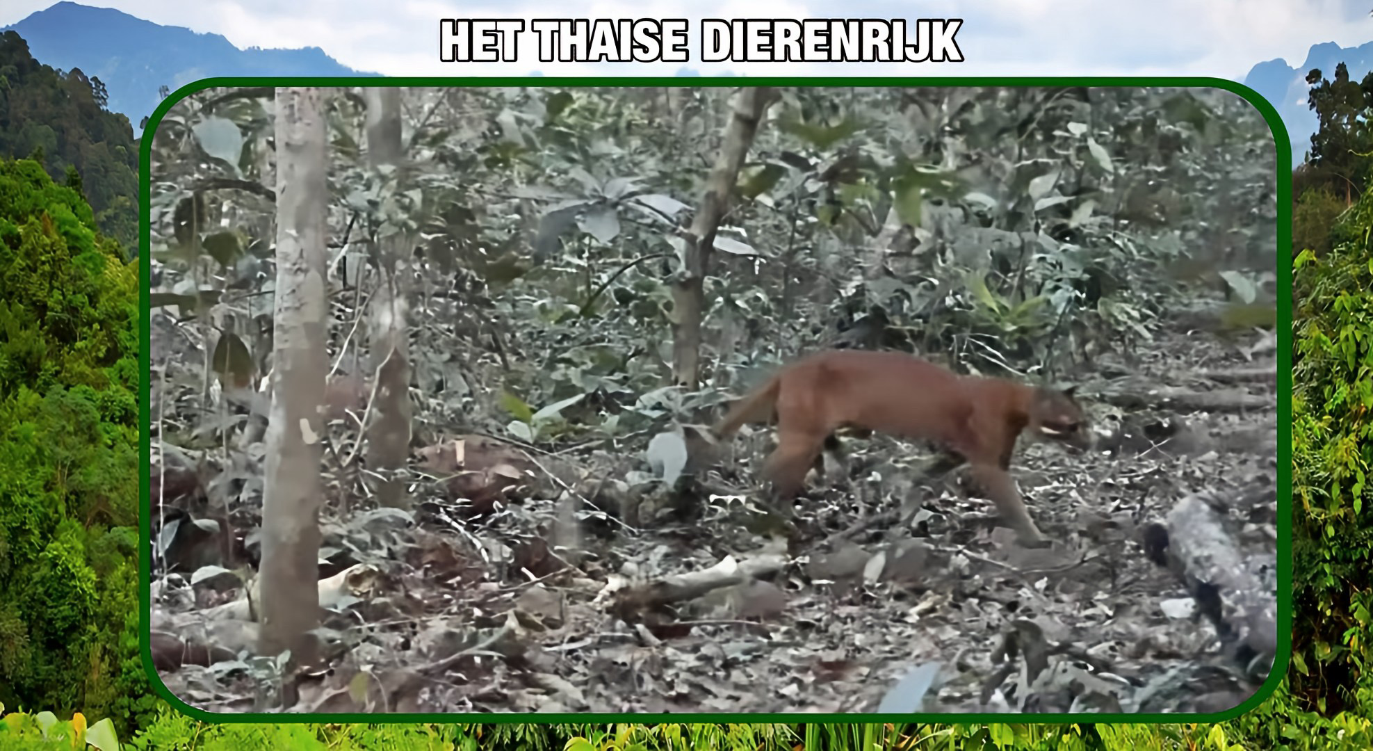 In Thailand is de zeldzame Aziatische gouden kat door de parkautoriteiten van het Khao Yai Nationaal Park waargenomen