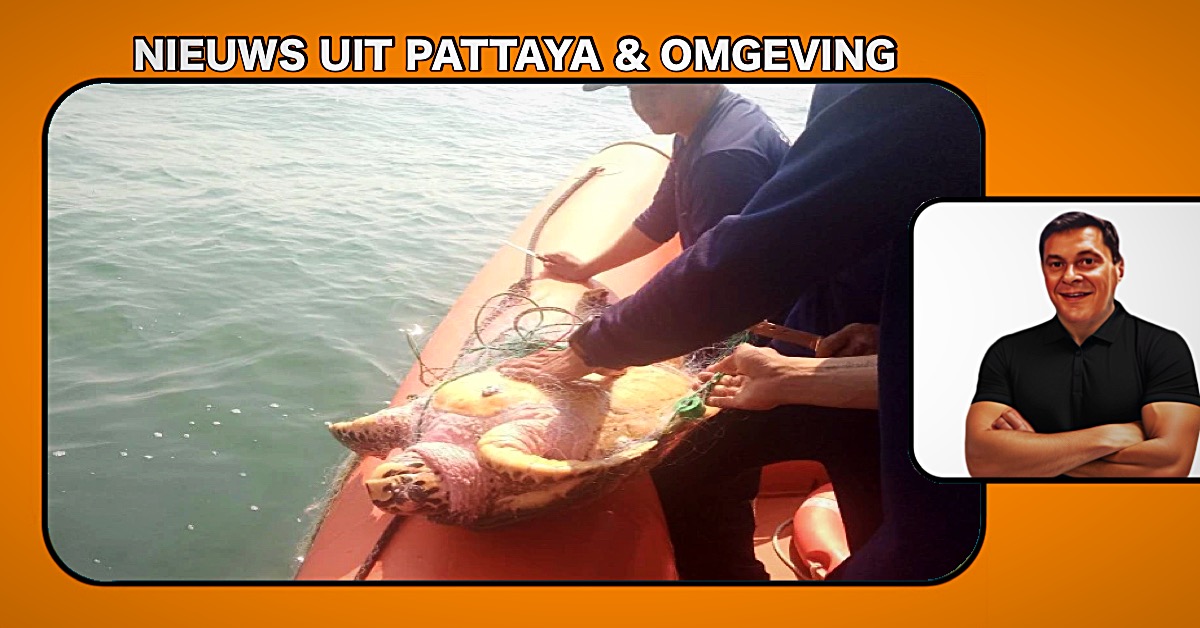 De Marine van Thailand komt net op tijd om een zeeschildpad in de Baai van Pattaya van de verdrinkingsdood te redden