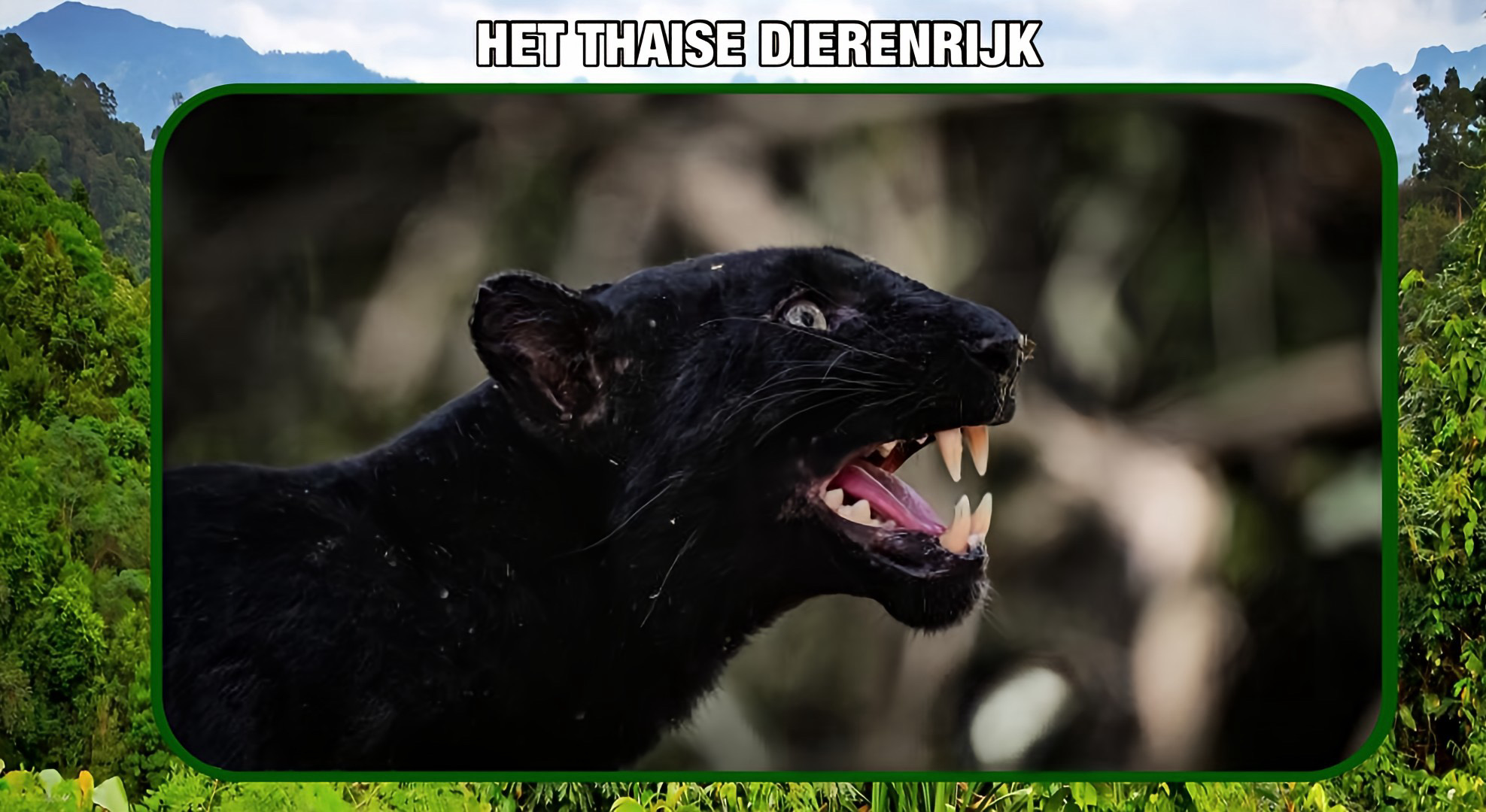 Een zwarte panter in het dichte bos van het Kaeng Krachan Nationaal Park in Centraal-Thailand toonde zijn tanden.