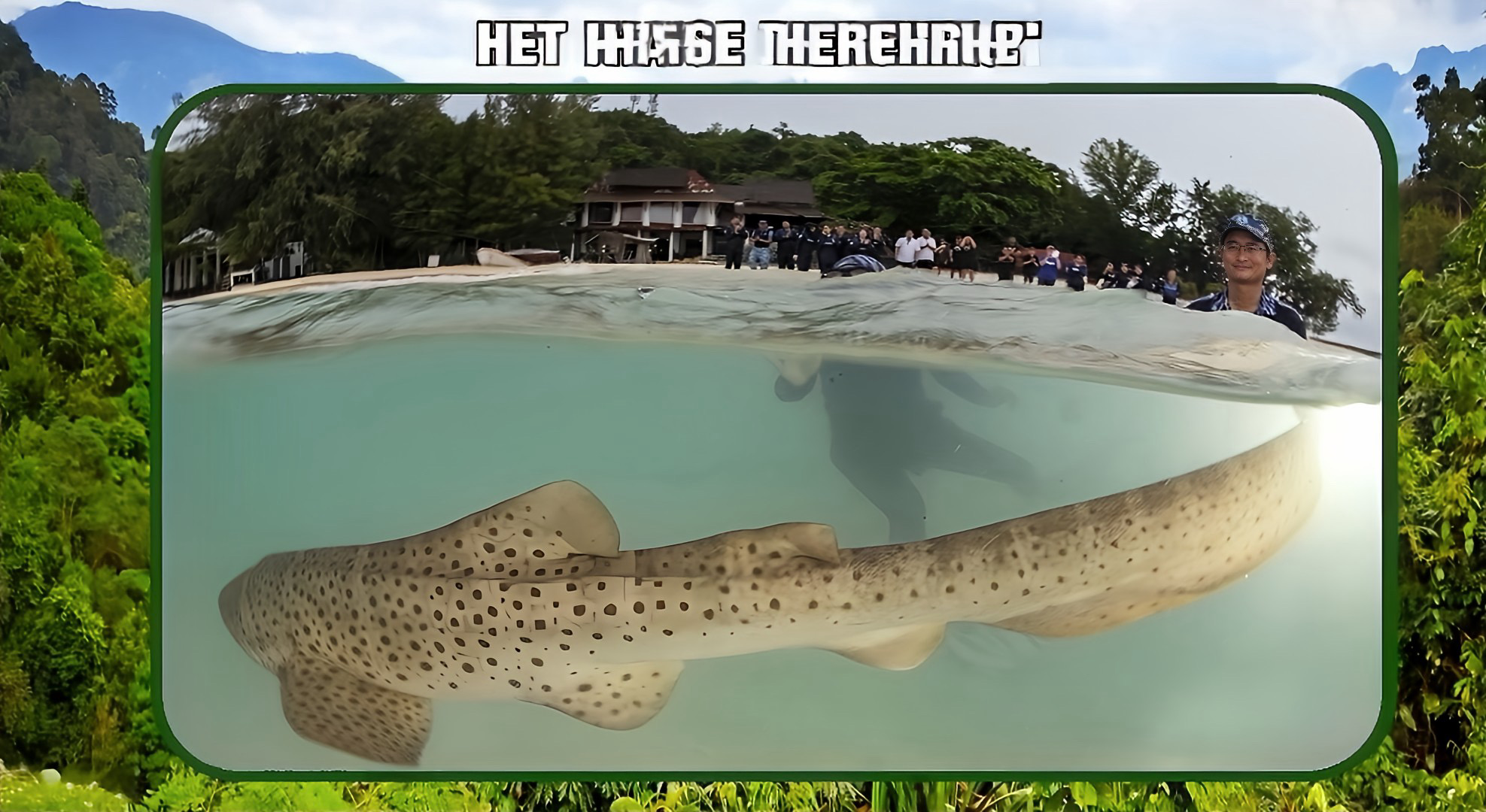 Thailand zet luipaard haaien terug naar zee!