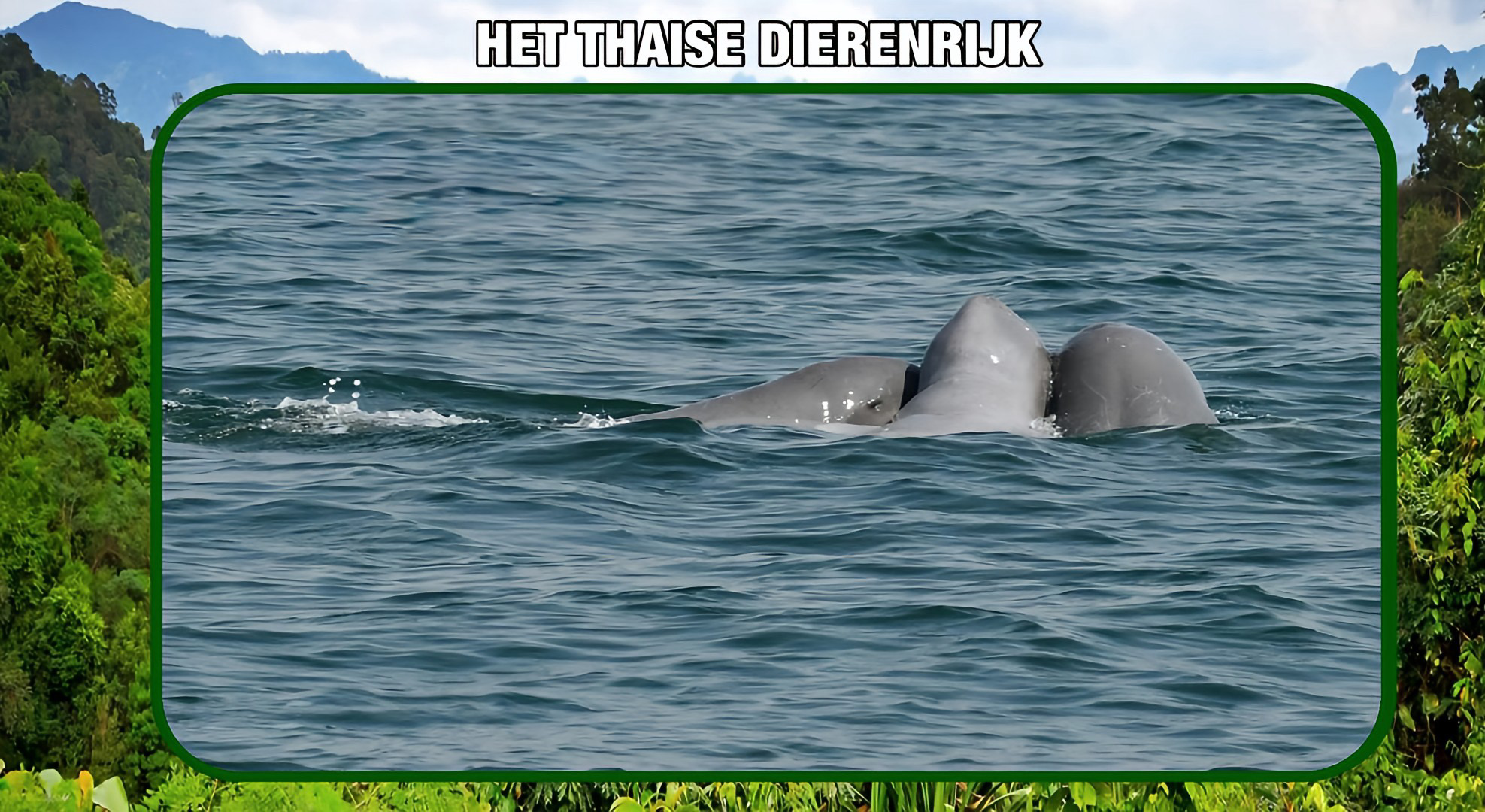 40 Irrawaddy‑dolfijnen lieten zich met vrolijke buitelingen in de golf van Thailand zien