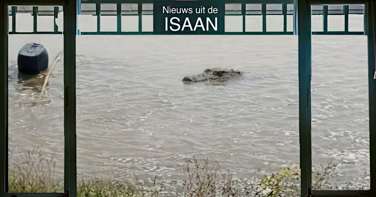 🎥 | Bewoners in Noordoost-Thailand gewaarschuwd voor een krokodil in een waterreservoir in Buriram