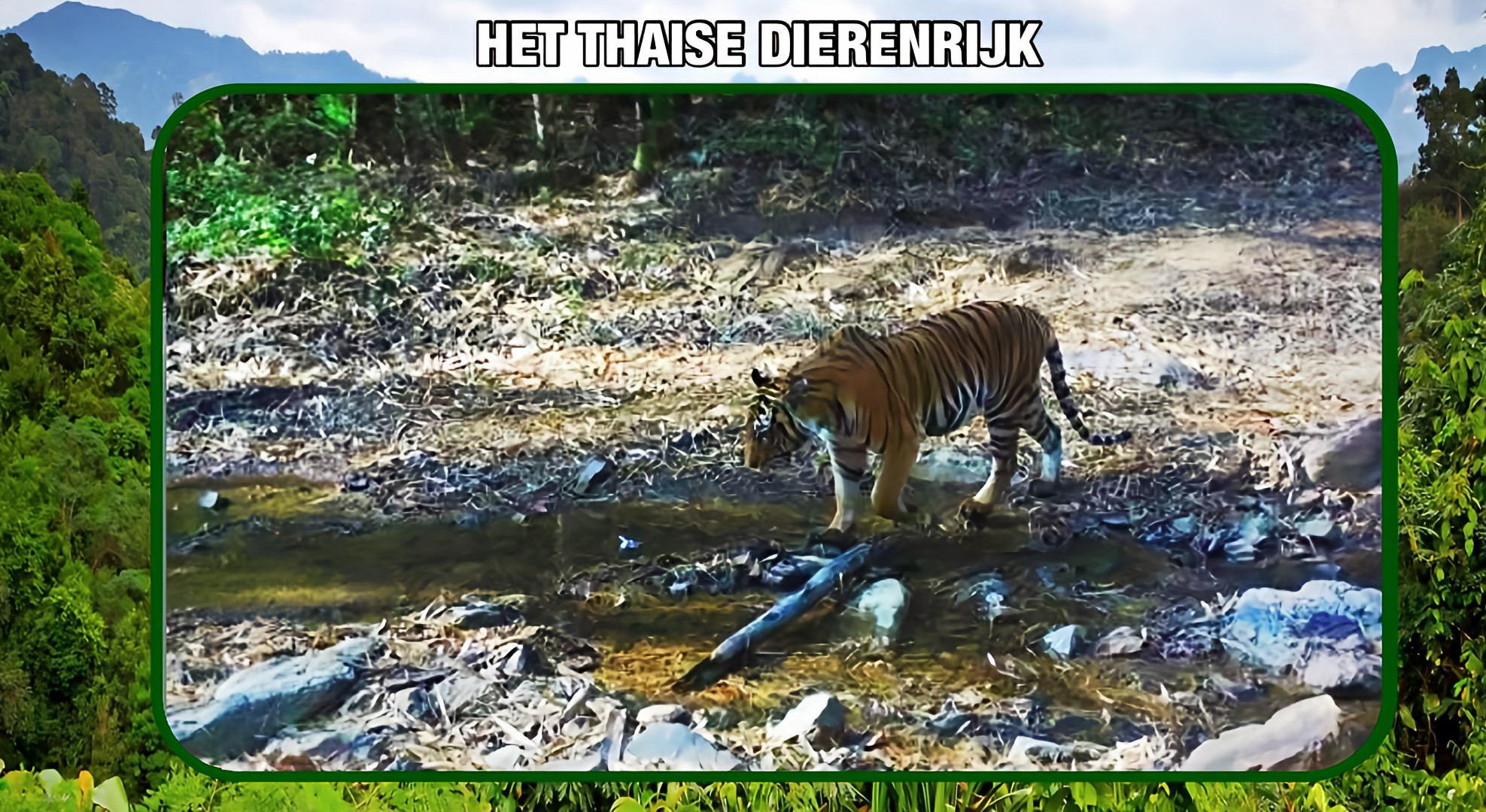 Aanwezigheid van zes wilde katachtigen is in het wildreservaat Thung Yai Naresuan in Centraal-Thailand bevestigd.