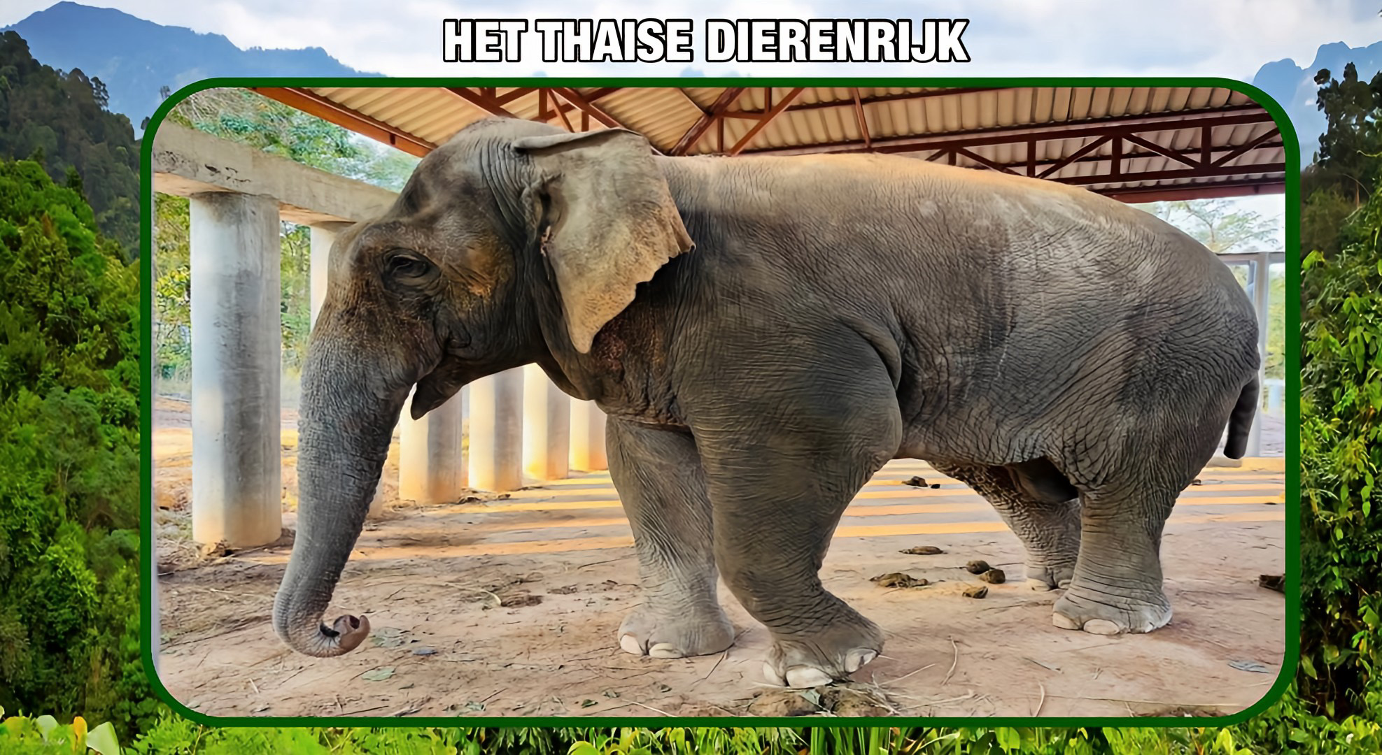De wilde olifant “Si Dok Kaeo” boekt succesvolle vooruitgang in het rehabilitatiecentrum in Oost-Thailand 