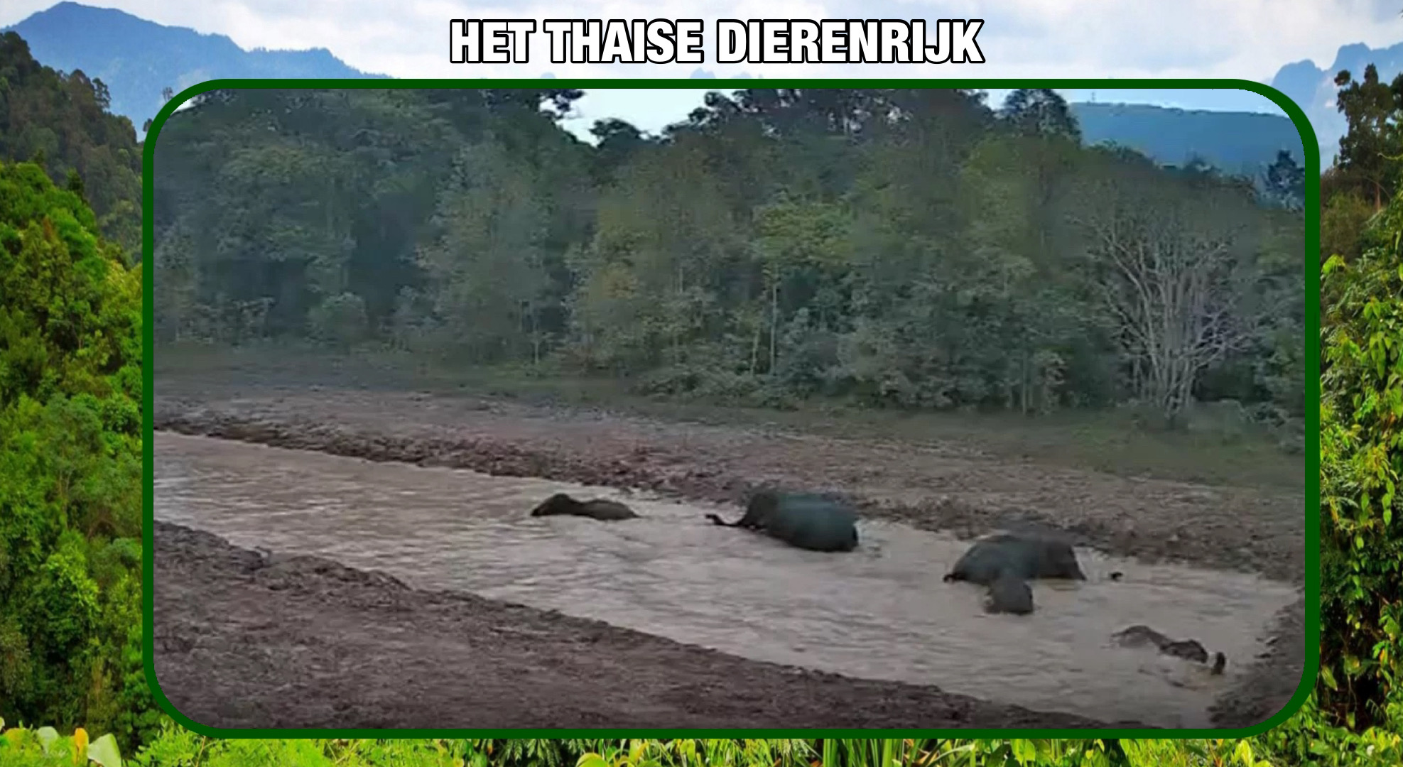 🎥| Samen in bad, ja gezellig is dat; een kudde wilde olifanten beleefde spetterend plezier in Noordoost-Thailand