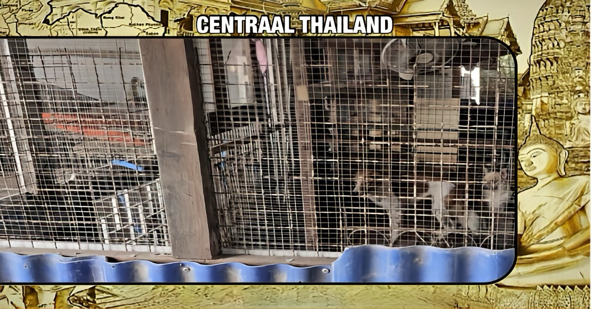 Mysterieuze dood van een Thaise man zet de politie in Centraal-Thailand voor een heel arsenaal vraagtekens