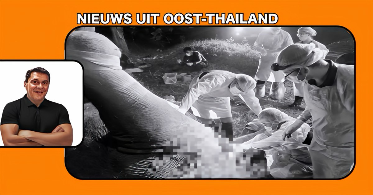 Gewonde olifant in Sa Kaeo (Oost-Thailand) sterft ondanks intensieve behandelingen van de dierenartsen