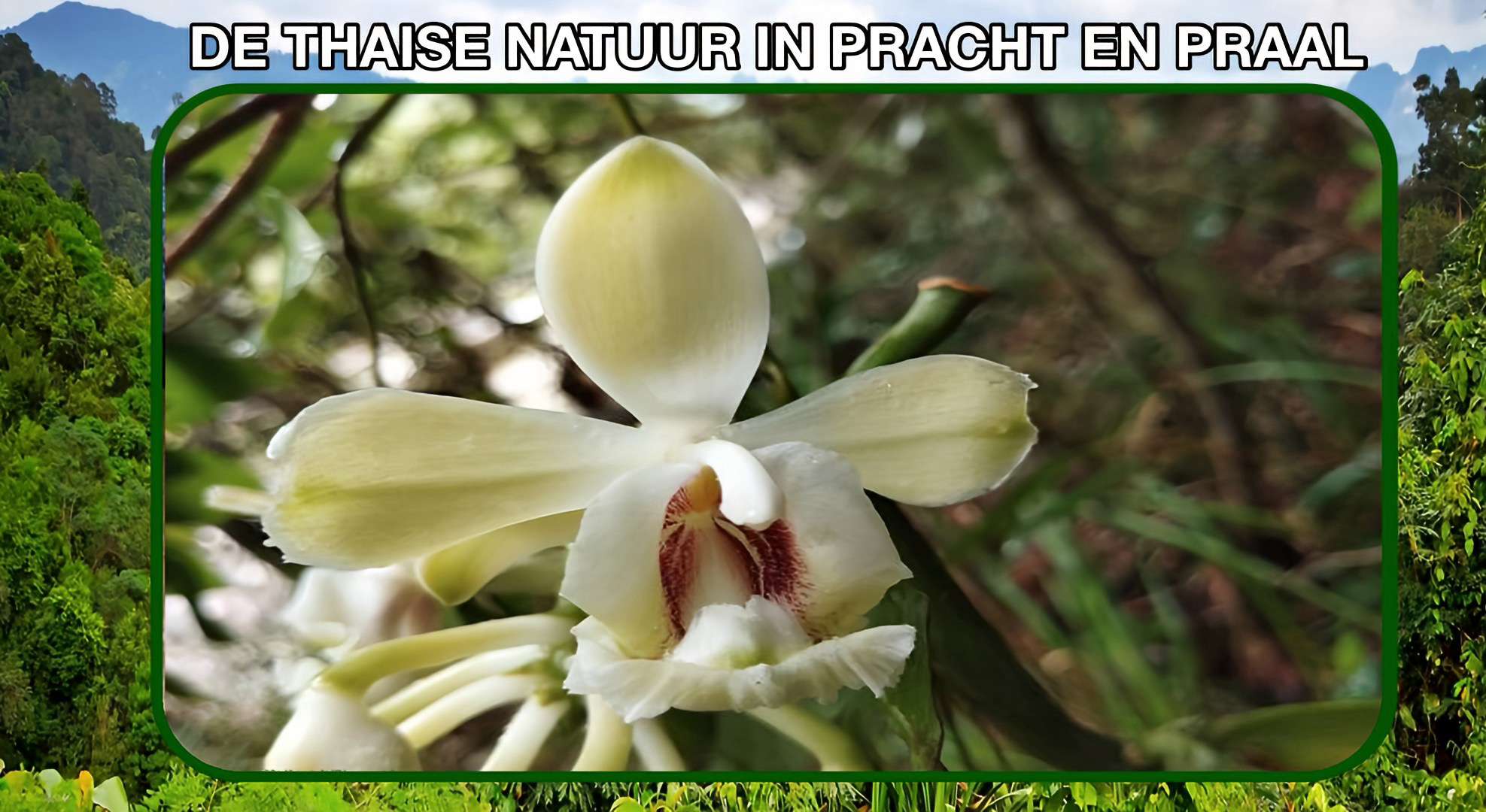 Zeldzame vanille-orchidee in een regenwoud in Zuid-Thailand ontdekt, deze orchidee beschouwd als een indicator voor een verbeterend bosecosysteem.