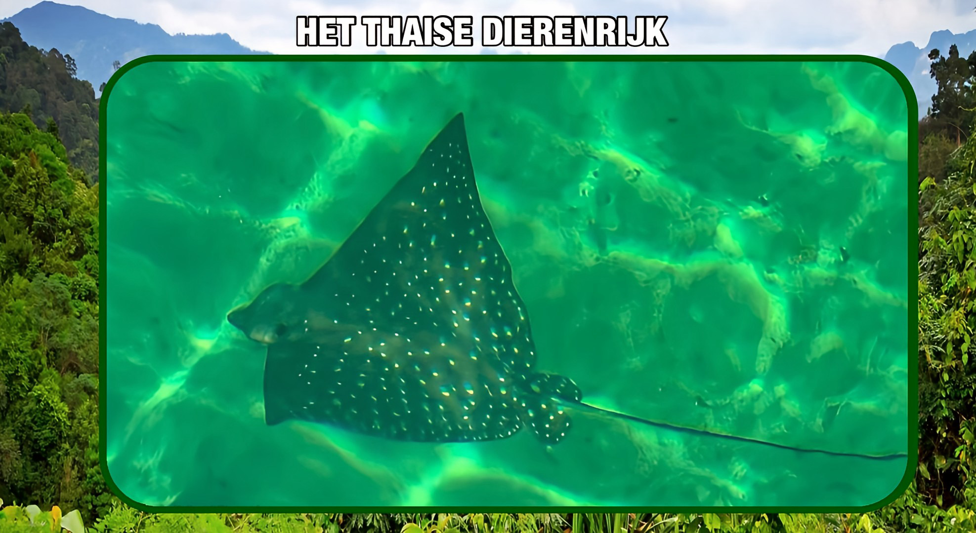 Rangers in Zuid-Thailand ontdekken een zeldzame adelaarsrog.