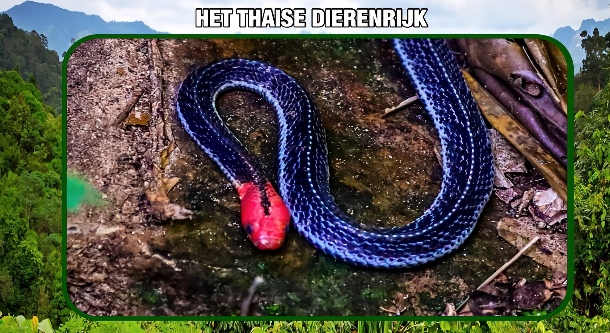 Zeldzame roodkop krait in het Krachan Nationaal Park in Centraal-Thailand gespot