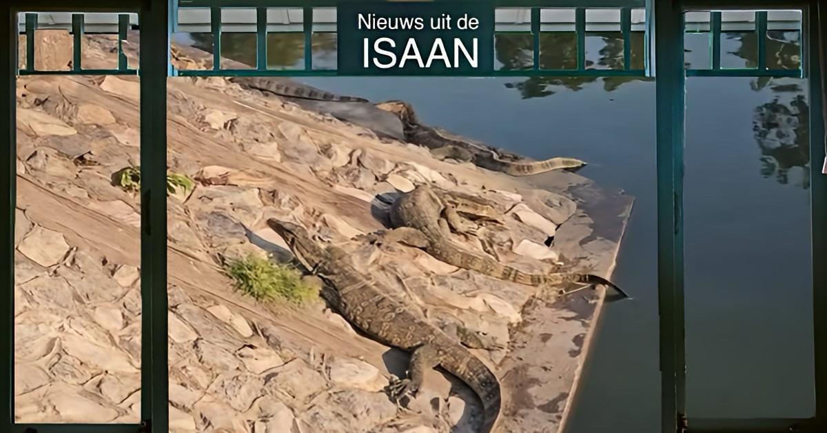 Excessieve hagedissen conferentie in Noordoost-Thailand bezorgen de  bevolking de stuipen op het lijf 