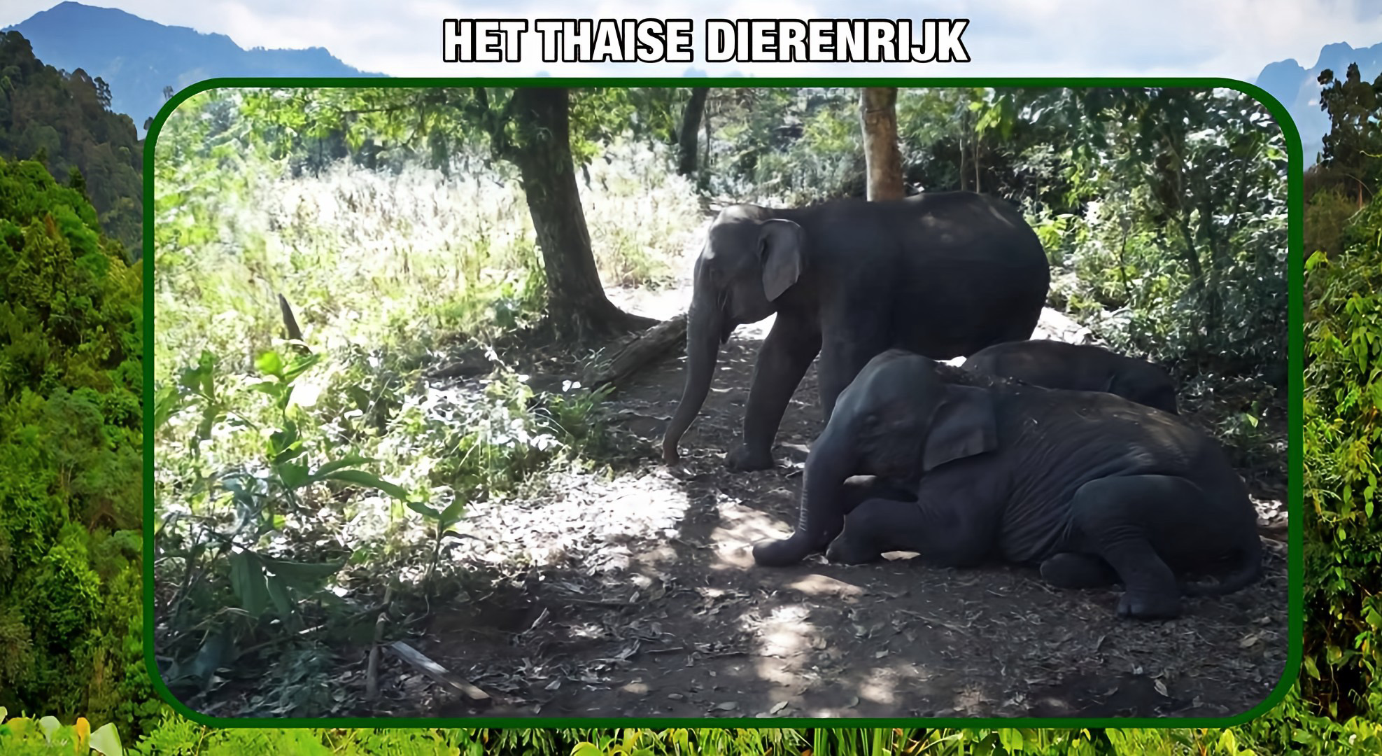 Géén spiraaltje ter voorkoming in ongewenste zwangerschappen bij de olifantenkoeien in Oost-Thailand