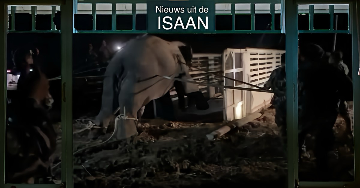 Een wilde olifant sterft tijdens verplaatsingsoperatie in Noordoost-Thailand 