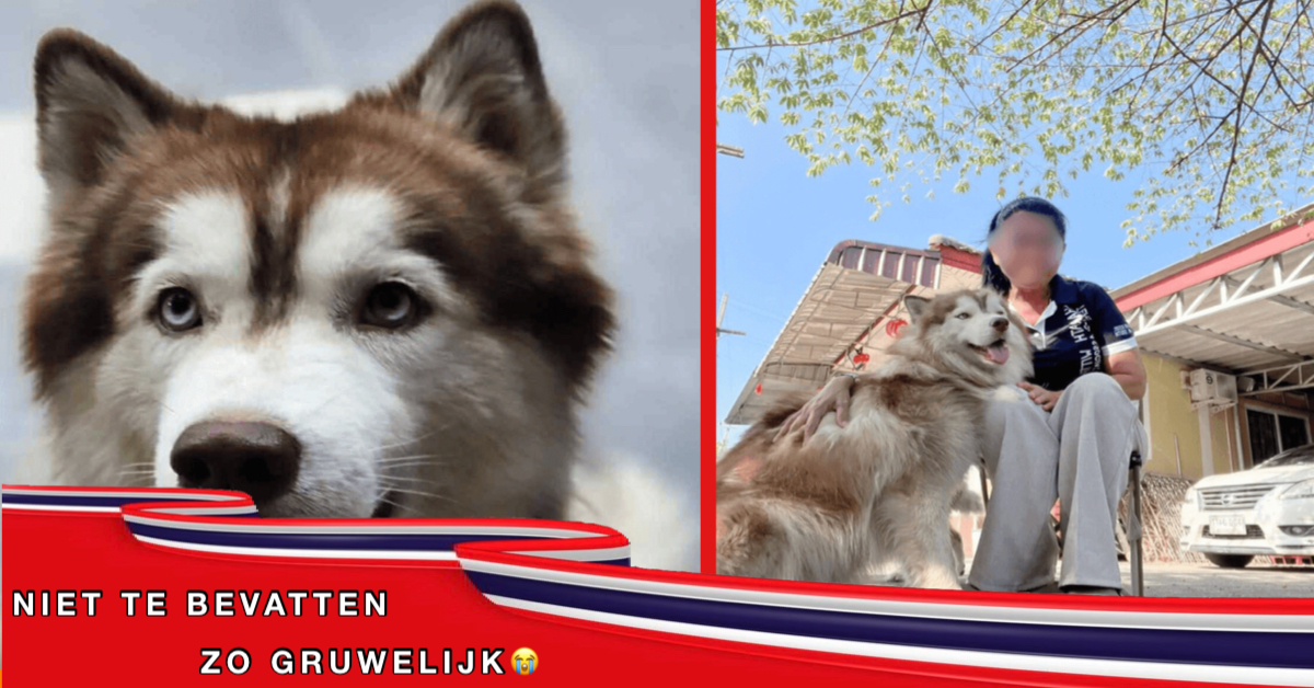 Een Thaise man in Zuid-Thailand is gearresteerd omdat hij opzettelijk een Siberische Husky in brand stak.