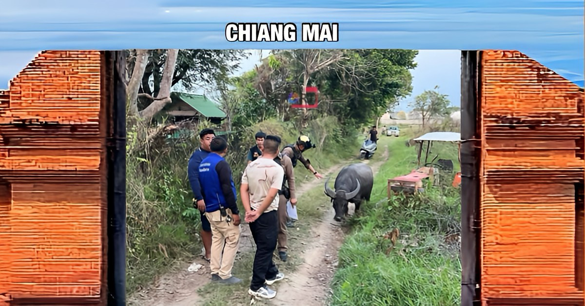 “Billy de buffel” ontspringt in Noord-Thailand na drie hamerklappen de dans om voor een uitvaartceremonie geslacht te worden.