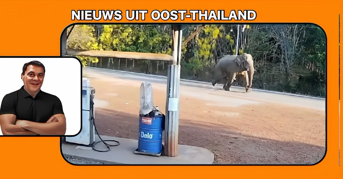 🎥 | Een hond in Oost-Thailand had een spannende ontmoeting met een wilde olifant en zorgde voor een komisch tafereel!