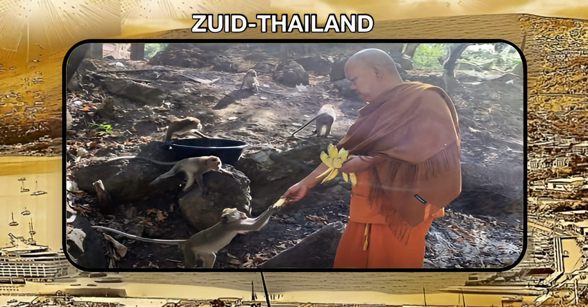 Droogte drijft die “schattige” hongerige aapjes naar een tempel in Zuid-Thailand, Abt vraagt om donaties!