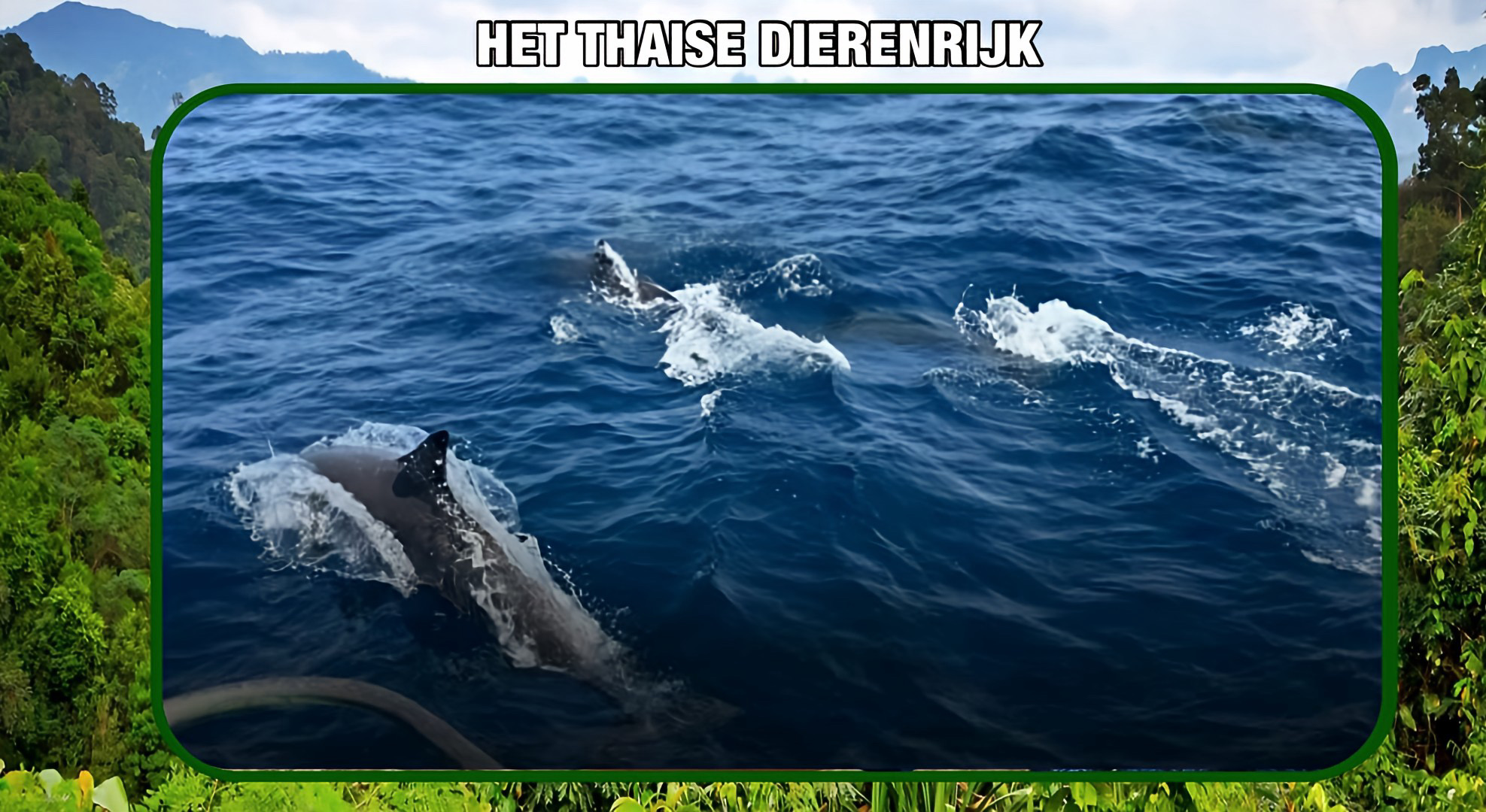 Een recordbrekende groep van 120 dolfijnen bevestigt het herstel van de gezondheid van de Andamanse Zee in Zuid-Thailand.