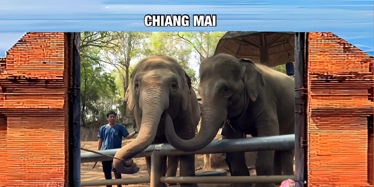 Gisteren speelde olifanten de hoofdrol tijdens de Nationale olifantendag in Noord-Thailand, Chiang Mai vierde dat met een groot Khantoke-feest en parade.