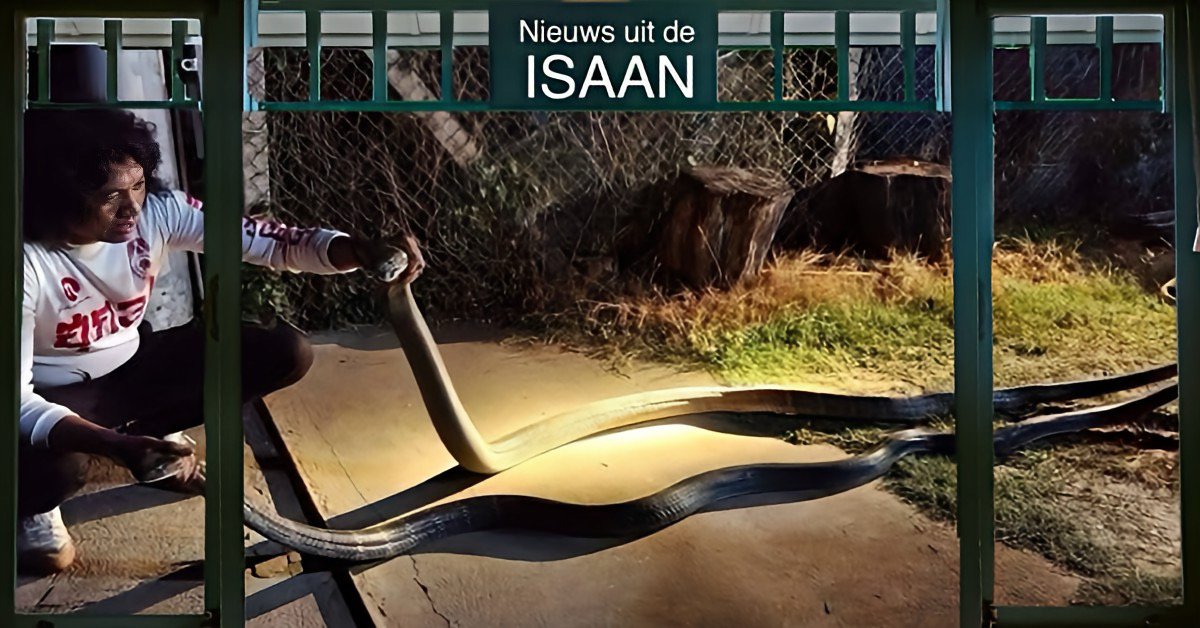 Wat ruist er door het struikgewas?, twee verliefde reuzen-cobra’s lagen verstrengeld in Noordoost-Thailand te vrijen.