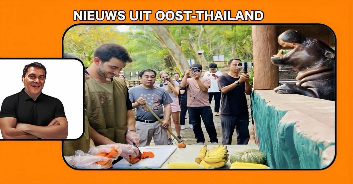 🎥 Pfffft | Een Italiaanse toerist doet in Oost-Thailand een huwelijksaanzoek voor het mini-nijlpaardje “Moo Deng”, dat ter plekke een scheet van verlichting liet.