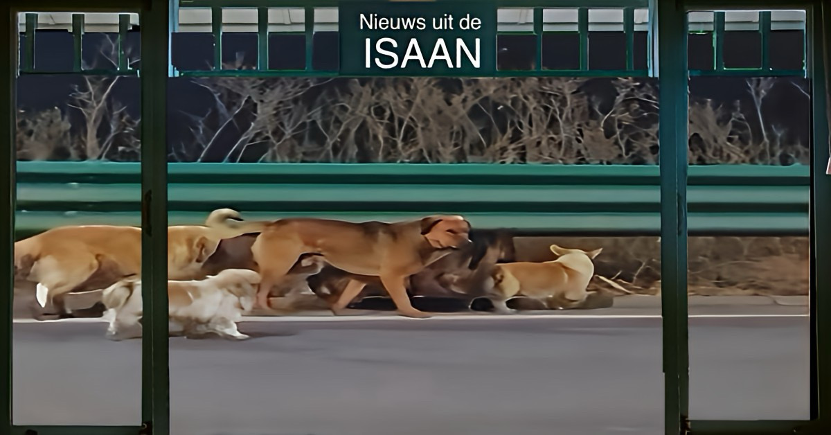 🎥| De loyaliteit van trouwe huisdieren in Thailand kent geen grenzen.