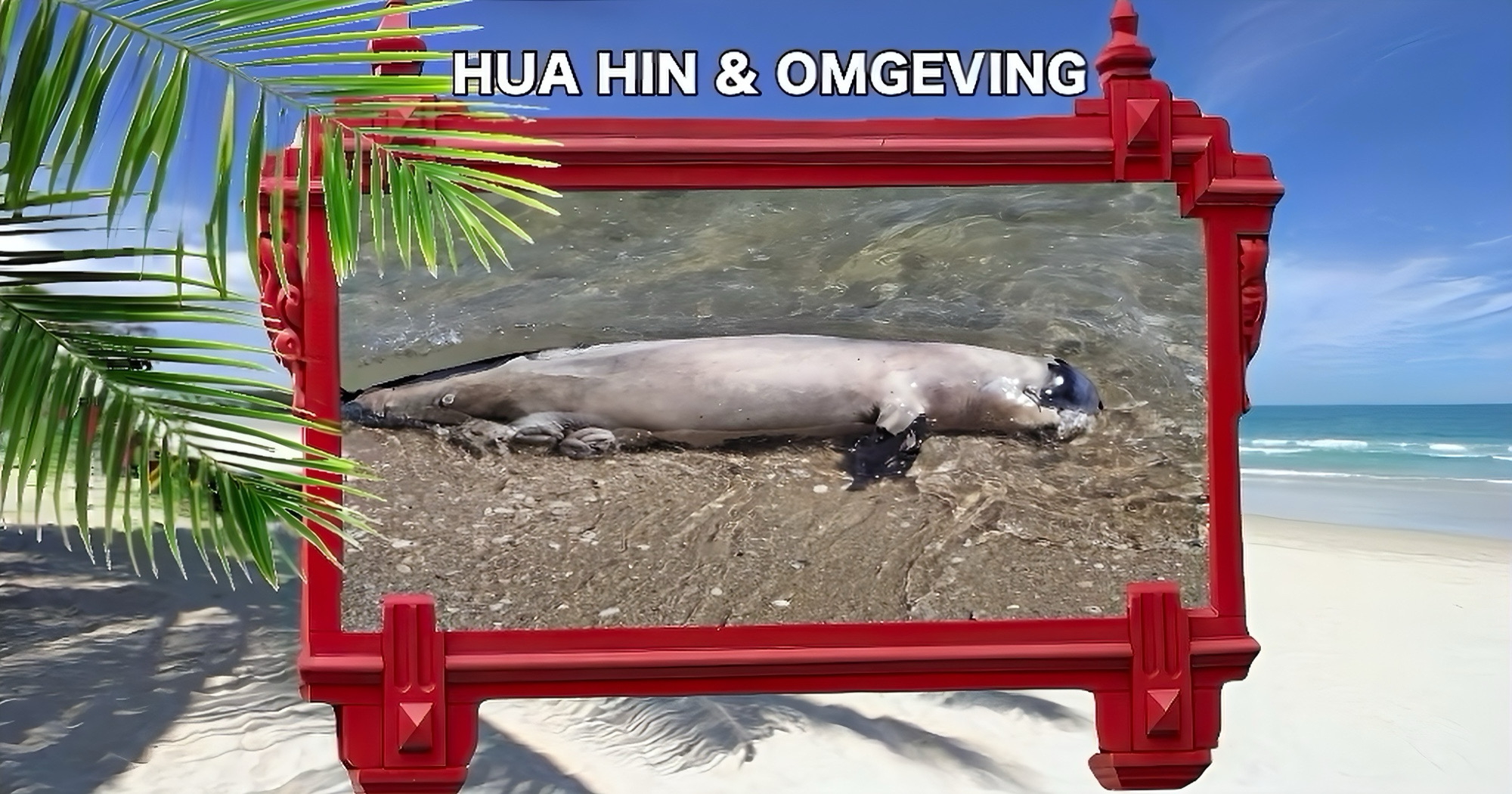 Vinloze dolfijn op het strand van Cha-am aangespoeld, forensisch onderzoek aangekondigd.