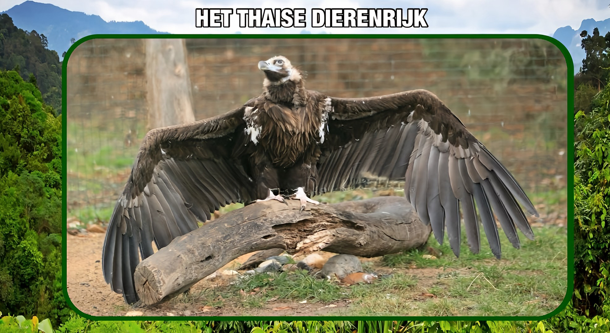 Thailand geeft in april tien Himalaya-gieren in Mae Wong de vrijheid.