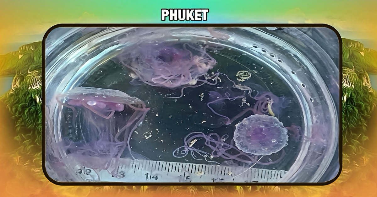 Het in Zuid-Thailand gelegen Phuket waarschuwt voor giftige kwallen.