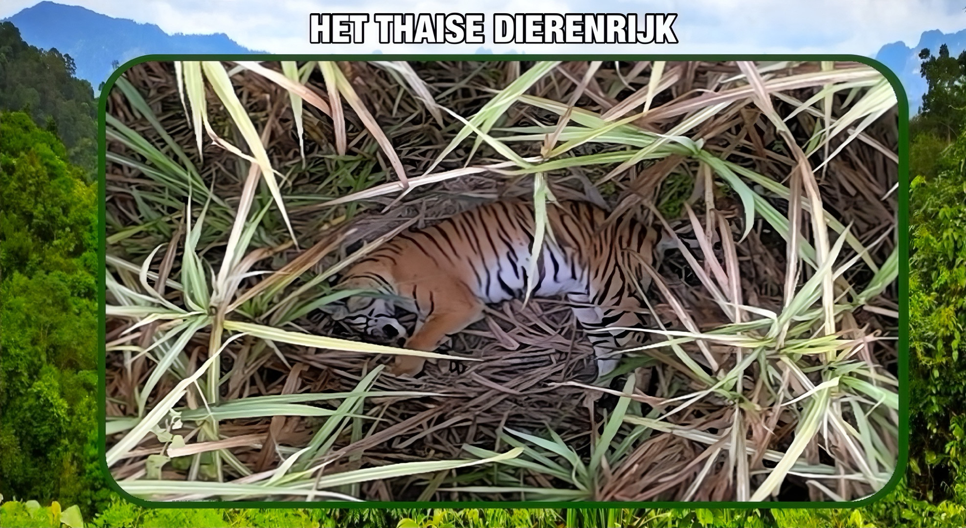 UPDATE | Tijger die in West-Thailand een varken “soldaat had gemaakt” in een suikerrietveld te Tak Fa gelokaliseerd.