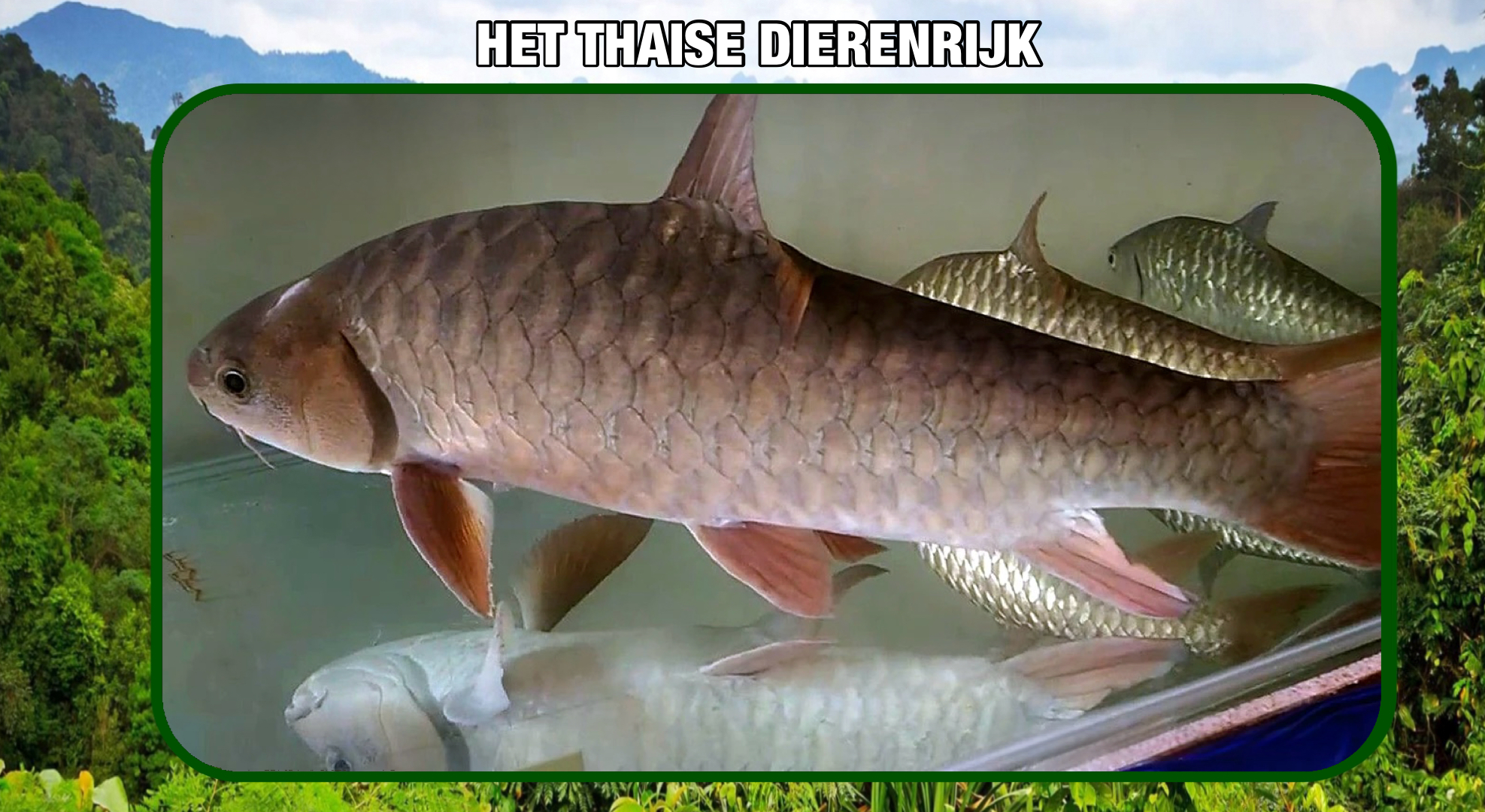 Ontdek de ‘Pink Mahseer’ in Zuid-Thailand, een pracht van een lekker visje op je bord.