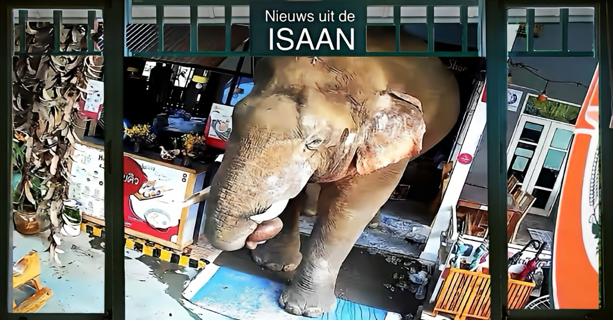 Wilde olifant ruïneert sterrenrestaurant in Noordoost-Thailand voor de derde keer!