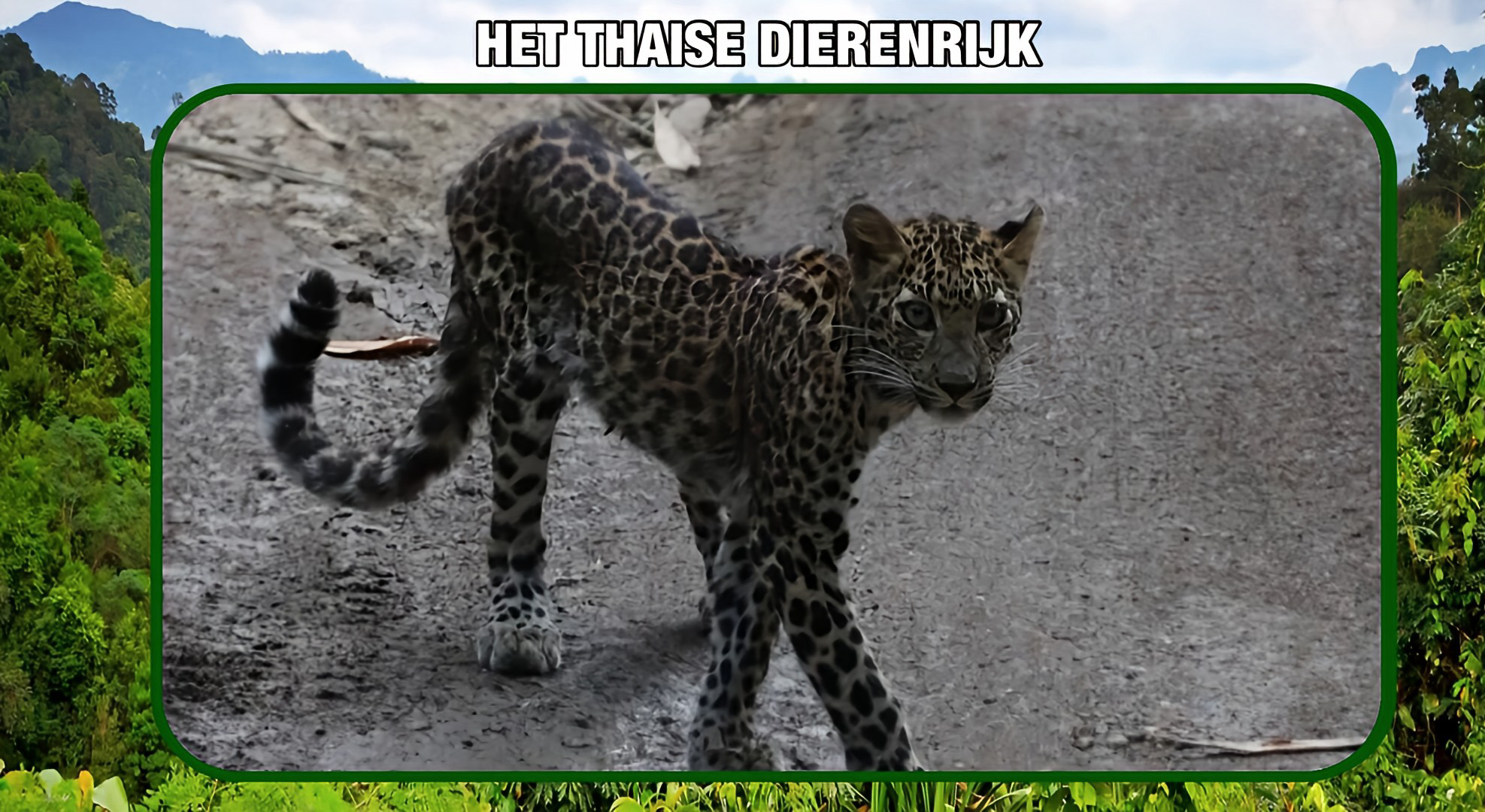 Zeldzame waarneming in Thailand: een jonge luipaard drinkt midden op de dag voor de ogen van toeristen in het Kaeng Krachan Nationaal Park.