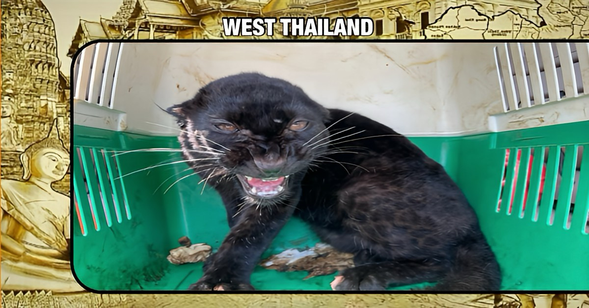 Twee mannen in Noordwest-Thailand gepakt voor het smokkelen van een zeldzame zwarte tijgerwelp