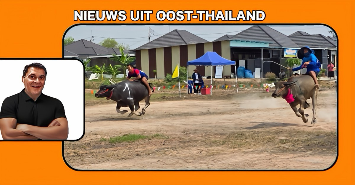 Gisteren is in Oost-Thailand het jaarlijkse buffelracefestival 2026 weer losgebarsten!