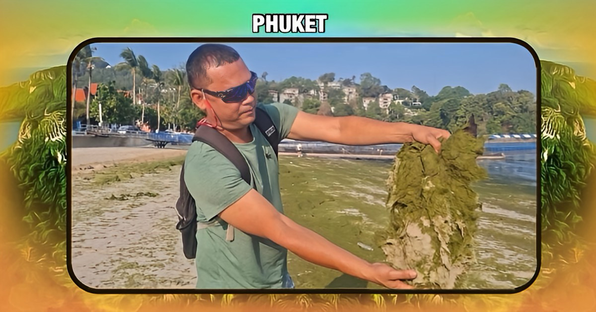 Ongekende dikke algenplaag bedekt 1,5 km strand in Zuid-Thailand, toeristen houden Phuket voor gezien.