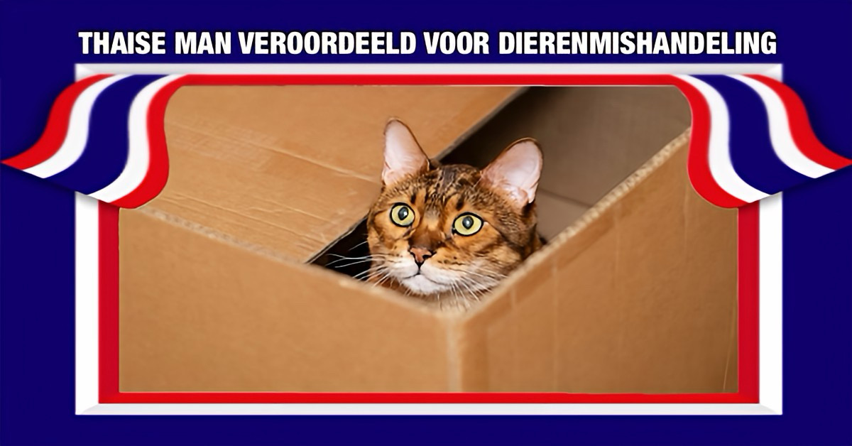 Een Thaise man gaf een kat in een pakket mee met een postbezorger en werd terstond veroordeeld voor dierenmishandeling.