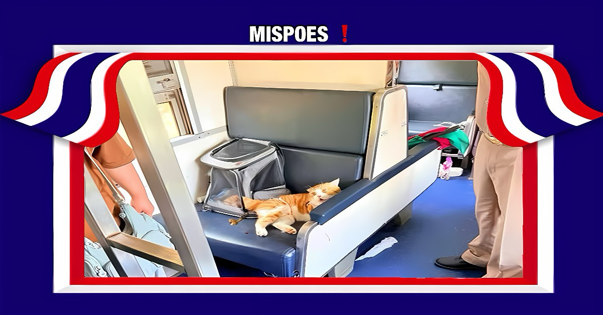 Terroriserende kat zou een treinvertraging van Bangkok naar Zuid-Thailand op zijn geweten hebben.